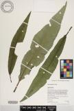 Cyanea undulata image
