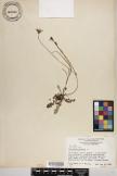 Hypochaeris radicata image