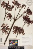 Kalanchoe tubiflora image