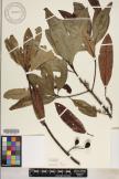 Elaeocarpus angustifolius image