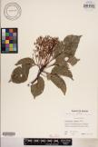 Elaeocarpus floridanus image