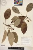 Elaeocarpus bifidus image