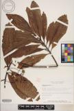Elaeocarpus carolinensis image