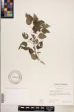 Acalypha lanceolata image