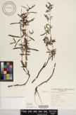 Euphorbia bifida image