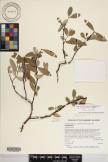 Euphorbia celastroides var. amplectens image