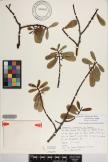 Euphorbia celastroides var. kaenana image