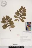 Euphorbia celastroides var. stokesii image