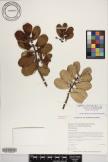 Euphorbia celastroides var. stokesii image