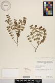 Euphorbia degeneri image