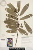 Euphorbia herbstii image