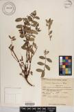 Euphorbia chamissonis image
