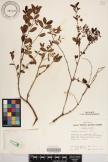 Euphorbia chamissonis image