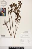 Euphorbia bifida image
