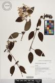 Phyllostegia grandiflora image
