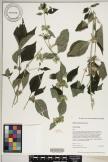 Dicliptera chinensis image