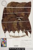 Terminalia samoensis image