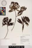Dubautia laxa subsp. bryanii image