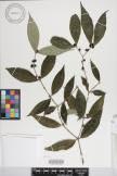 Damnacanthus giganteus image