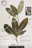 Lepiniopsis trilocularis image