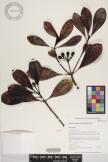 Psychotria mariniana image