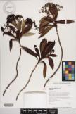 Dubautia laxa subsp. bryanii image