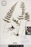 Asplenium fragrans image
