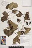 Aristolochia littoralis image