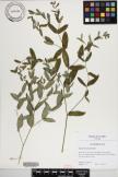 Euphorbia reineckei image