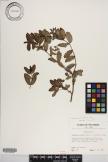 Euphorbia atoto image