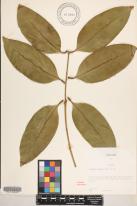 Chionanthus vitiensis image