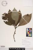 Sommera arborescens image