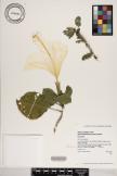 Hibiscus arnottianus subsp. immaculatus image