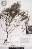 Phyllanthus debilis image