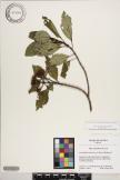 Astronidium navigatorum image