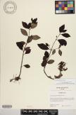 Peperomia blanda image