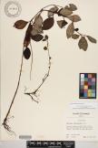 Peperomia blanda image