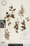 Peperomia blanda image