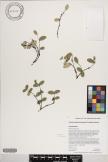 Euphorbia eleanoriae image