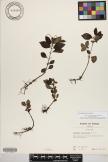 Peperomia blanda image