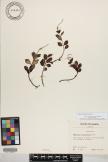 Peperomia blanda image
