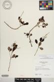 Peperomia blanda image