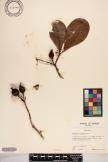 Gardenia taitensis image