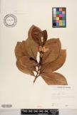 Gardenia taitensis image