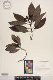 Psychotria garberiana image