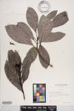 Psychotria garberiana image