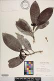 Psychotria garberiana image