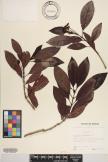 Psychotria garberiana image