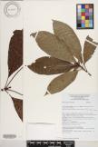 Sommera arborescens image