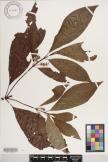 Sommera arborescens image